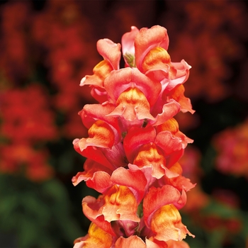 Antirrhinum majus Snaptastic™ 'Orange Flame'