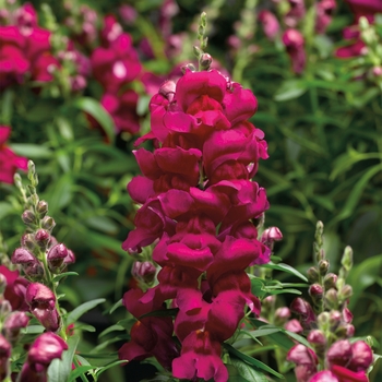 Antirrhinum majus Snaptastic™ 'Magenta'