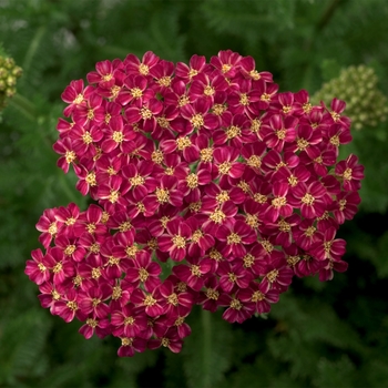 Achillea Desert Eve™ Deep Rose