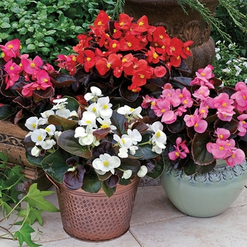 Begonia semperflorens Bada Boom® 'Mix'