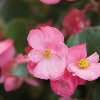 Begonia semperflorens 'Pink' 