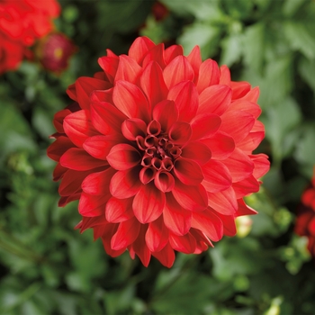 Dahlia Grandalia™ 'Red'