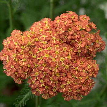 Achillea Desert Eve™ Terracotta