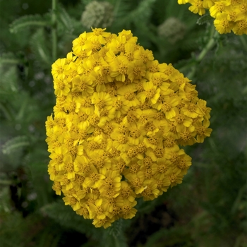 Achillea Desert Eve™ Yellow