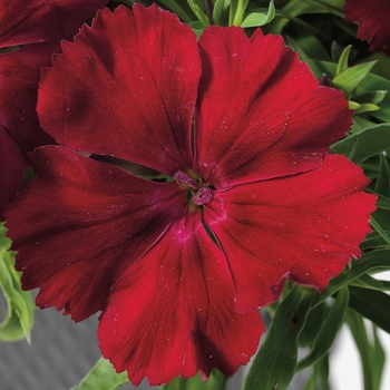 Dianthus chinensis 'Crimson' 