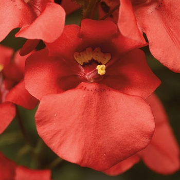 Diascia barberae 'Deep Salmon' 