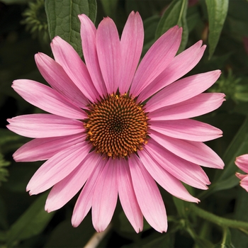 Echinacea purpurea 'Deep Rose' 