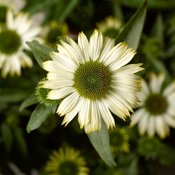 Echinacea purpurea 'Compact White' 