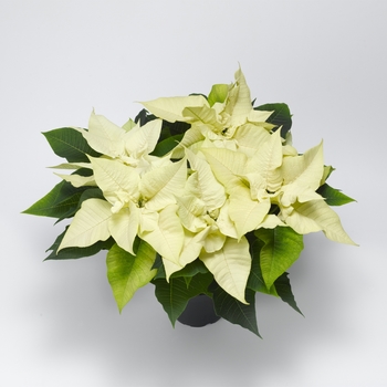Euphorbia pulcherrima Titan™ 'White'