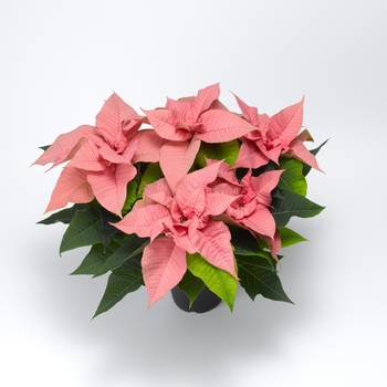 Euphorbia pulcherrima Titan™ 'Pink'