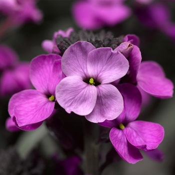 Erysimum linifolium 'Mauve' 