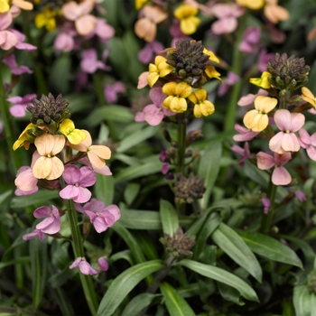 Erysimum linifolium 'Sunset' 