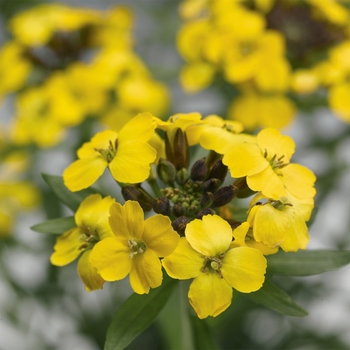 Erysimum 'Canaries™' 