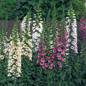 Digitalis purpurea Camelot™ 'Mix'