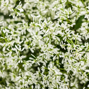 Euphorbia 'Diamond Delight®'