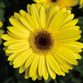 Gerbera jamesonii Bengal™ Yellow with Eye