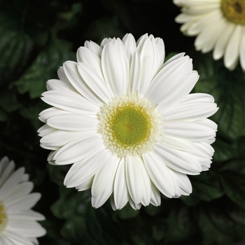 Gerbera jamesonii