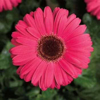 Gerbera jamesonii Bengal™ Rose with Eye