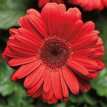 Gerbera jamesonii Bengal™ Red with Eye