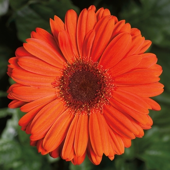 Gerbera jamesonii Bengal™ Orange with Eye