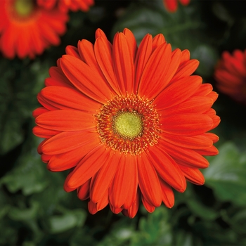 Gerbera jamesonii