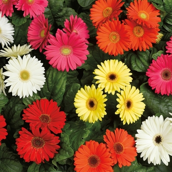 Gerbera jamesonii Bengal™ Mix