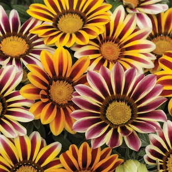 Gazania rigens Frosty Kiss™ 'Flame Mix'