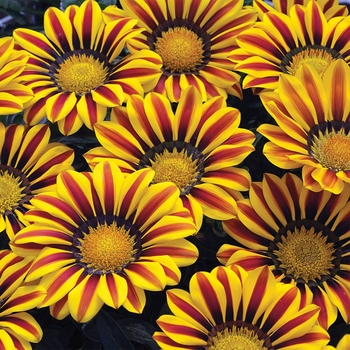 Gazania rigens Big Kiss™ 'Yellow Flame Improved'