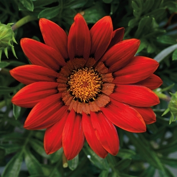 Gazania rigens 'Red' 