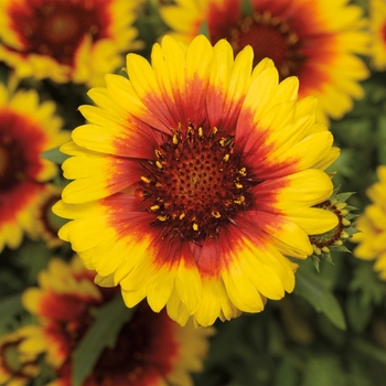 Gaillardia aristata 'Yellow Red Ring' 