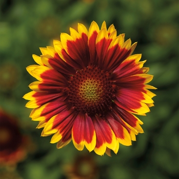 Gaillardia aristata 'Red Yellow Tip Imp' 