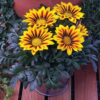 Gazania rigens 'Yellow Flame' 