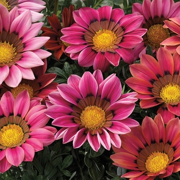 Gazania rigens Kiss™ 'Rose'