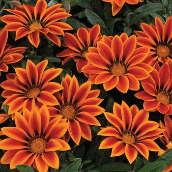 Gazania rigens Kiss™ 'Orange Flame'