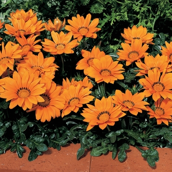 Gazania rigens 'Orange' 