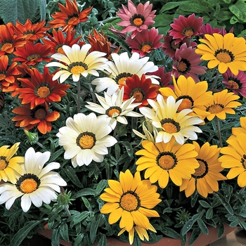 Gazania rigens Kiss™ 'Mix'