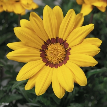 Gazania rigens 'Yellow with Ring' 