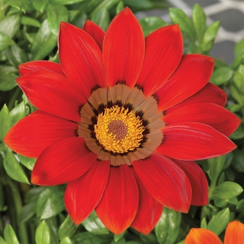Gazania rigens 'Red with Ring' 