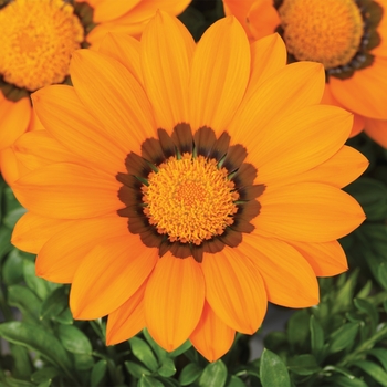 Gazania rigens Gazoo™ 'Orange with Ring'