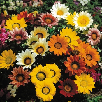 Gazania rigens Gazoo™ 'Mix'