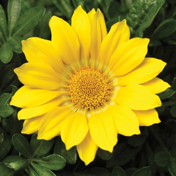 Gazania rigens 'Clear Yellow' 