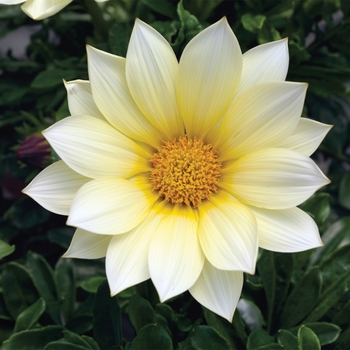 Gazania rigens 'Clear Vanilla' 