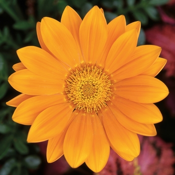 Gazania rigens 'Clear Orange' 