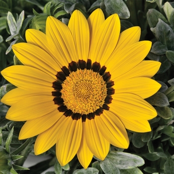 Gazania rigens Frosty Kiss™ Yellow