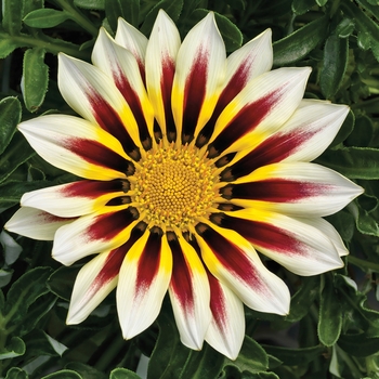 Gazania rigens Frosty Kiss™ 'White Flame'