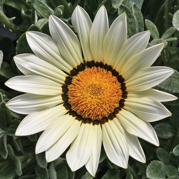 Gazania rigens Frosty Kiss™ White