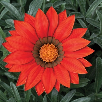 Gazania rigens