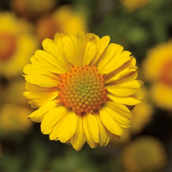 Gaillardia aristata Sunrita® 'Golden Yellow'