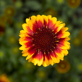 Gaillardia aristata 'Yellow Red Ring' 