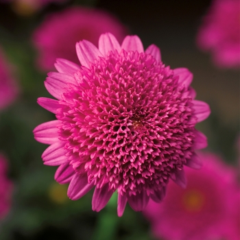 Argyranthemum frutescens 'Double Deep Rose' 